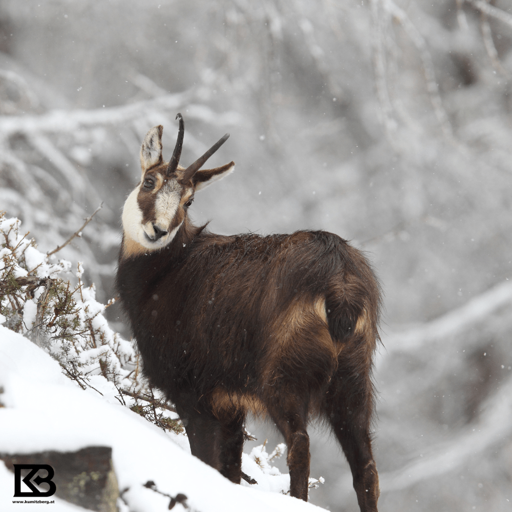 Wildfleischpaket Gamswild 3kg – Faschiertes, Gulasch, Braten, Rücken & Filet | Kumitzberg - Kumitzberg.at